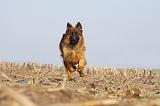 BERGER ALLEMAND 932